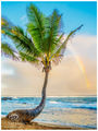 Rainbow Palm print